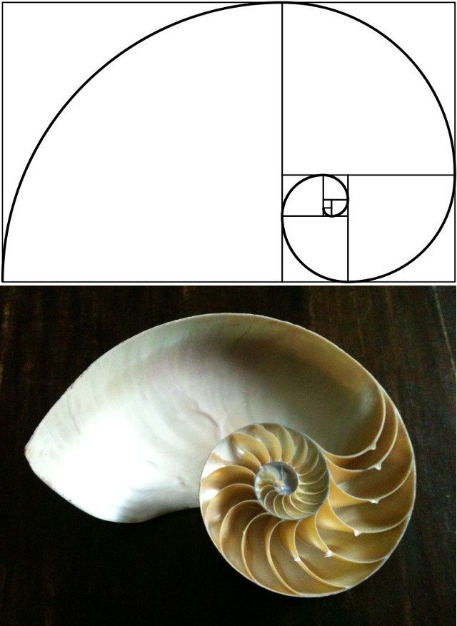 Nautilus shell cross-section showing the logarithmic spiral